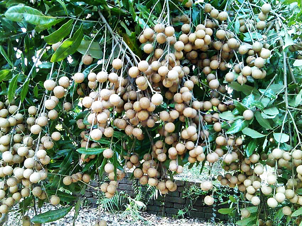 Nhãn Da Bò