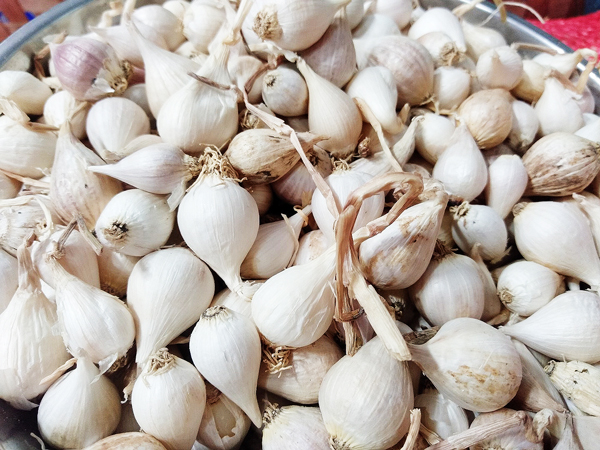 Tỏi Lý Sơn được canh tác chủ yếu ở đảo Lý Sơn