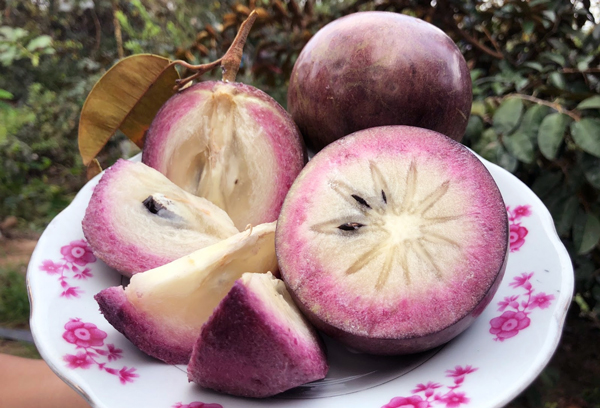 Vú sữa tím Đại Tâm, huyện Mỹ Xuyên, tỉnh Sóc Trăng