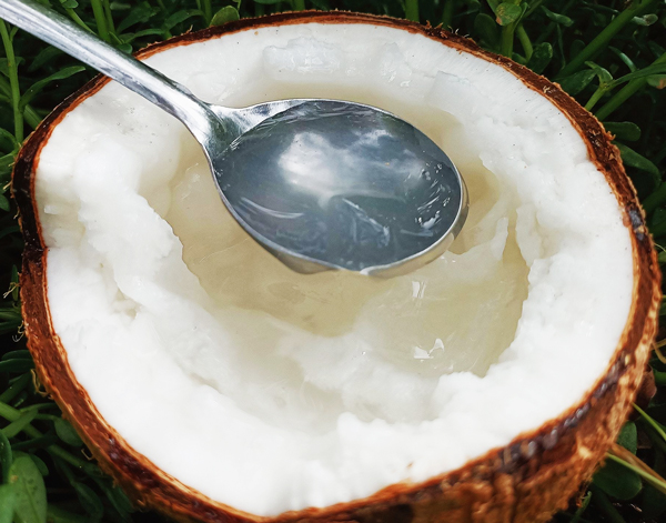 Dừa sáp là một đặc sản nổi tiếng tại Trà Vinh